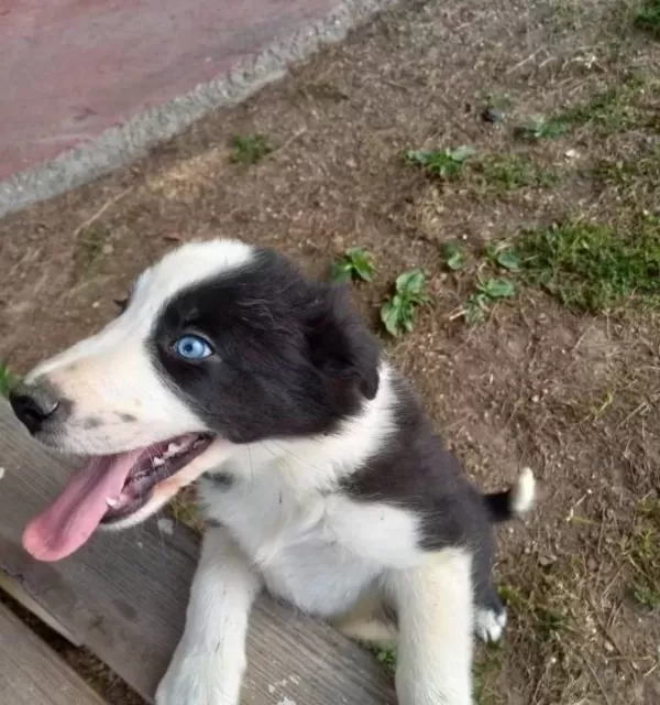 Dünyanin En Akilli Köpekleri̇