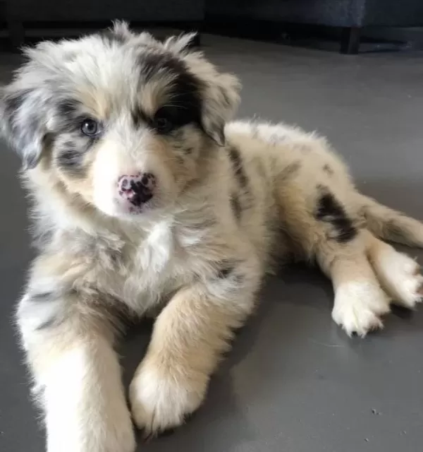 Dünyanin En Akilli Köpekleri̇
