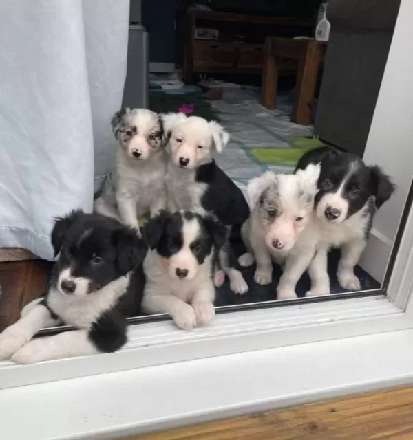 Dünyanin En Akilli Köpekleri̇