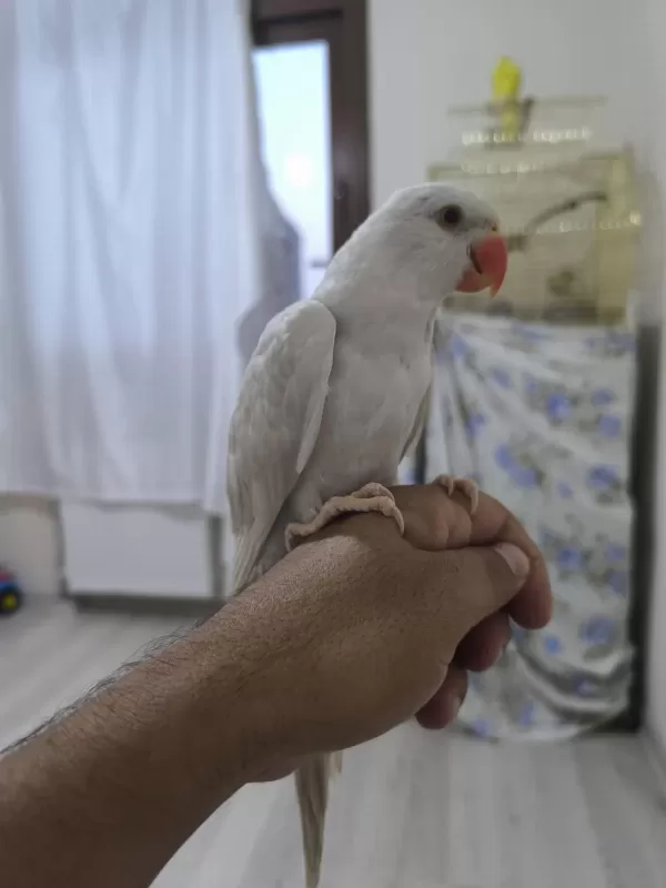 El Besleme Mutasyon Pakistan Papağanı
