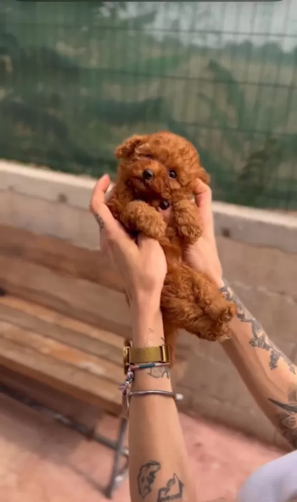 Kore Kan Toy Poodle Yavrularımız