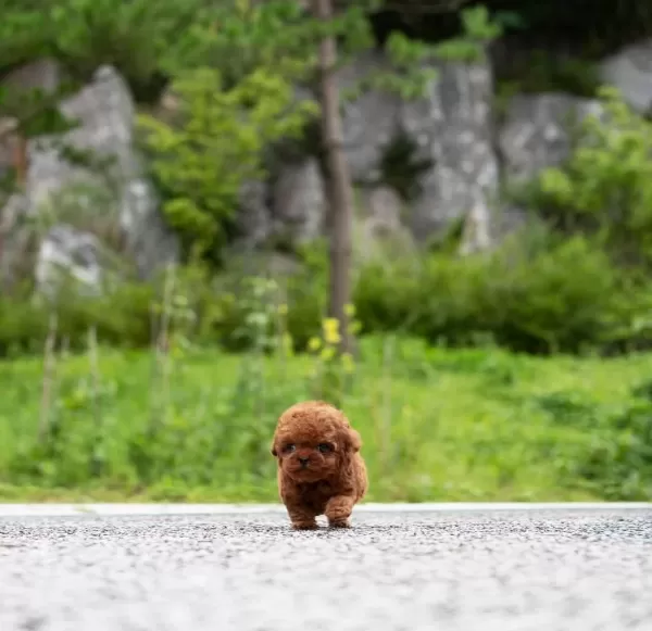 Kore Kan Toy Poodle Yavrularımız