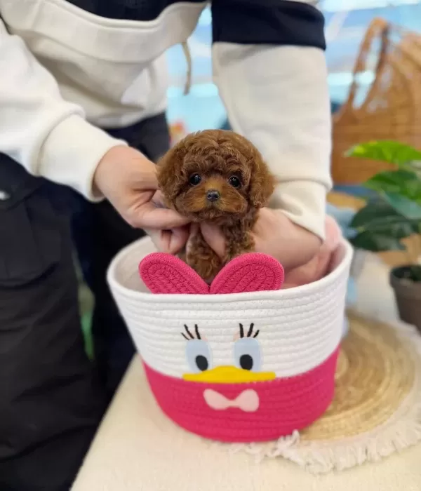 Kore Kan Toy Poodle Yavrularımız