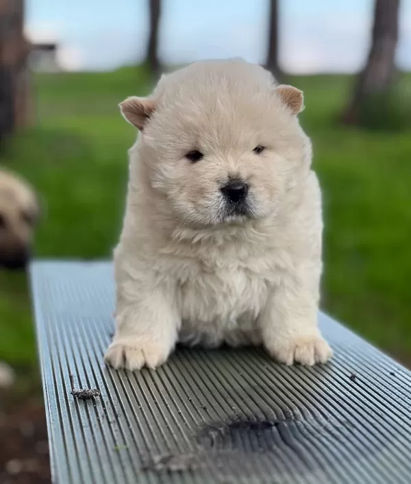 Chow Chow Yavrularımız Ruhsatlı Çiftlikten