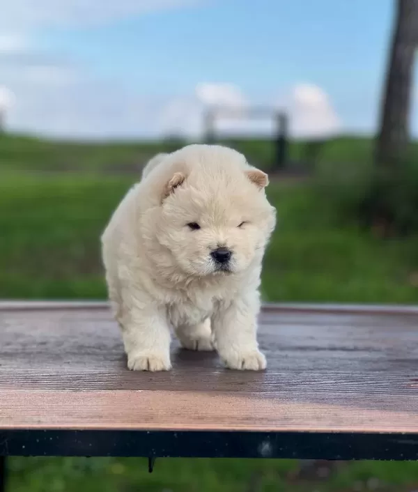 Chow Chow Yavrularımız Ruhsatlı Çiftlikten