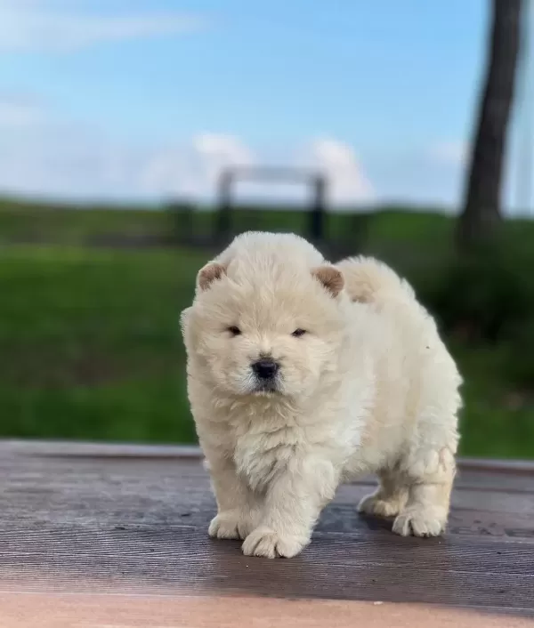Chow Chow Yavrularımız Ruhsatlı Çiftlikten