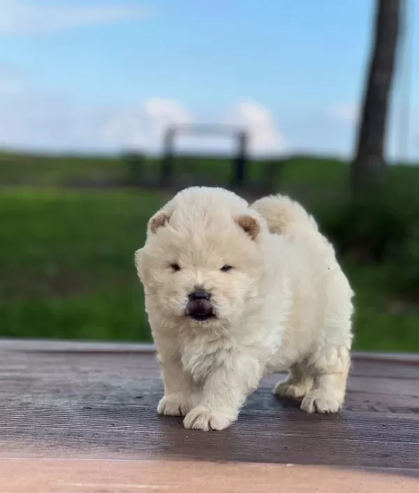 Chow Chow Yavrularımız Ruhsatlı Çiftlikten