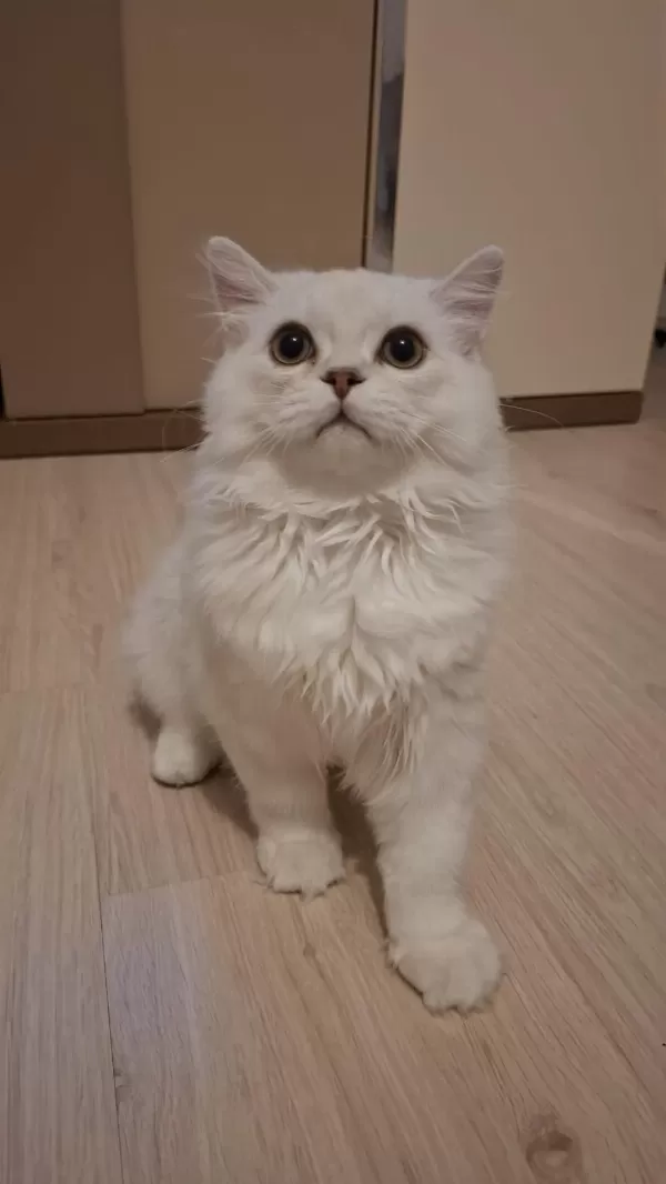Yavru British Longhair