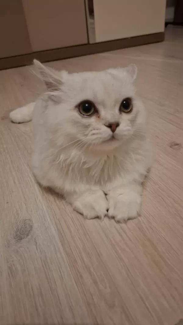 Yavru British Longhair