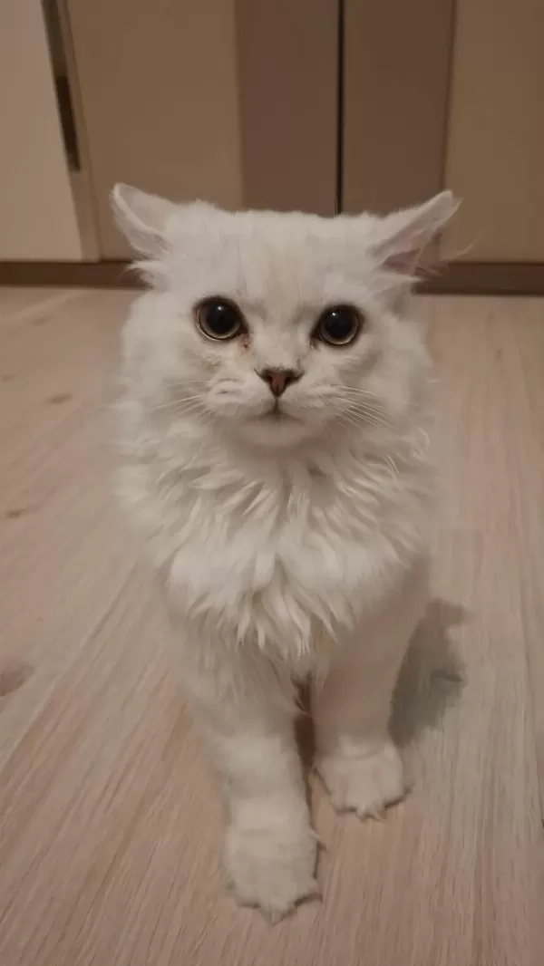 Yavru British Longhair
