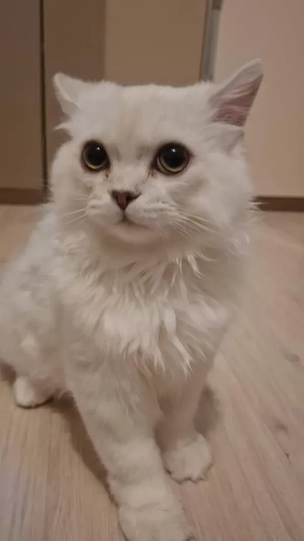 Yavru British Longhair
