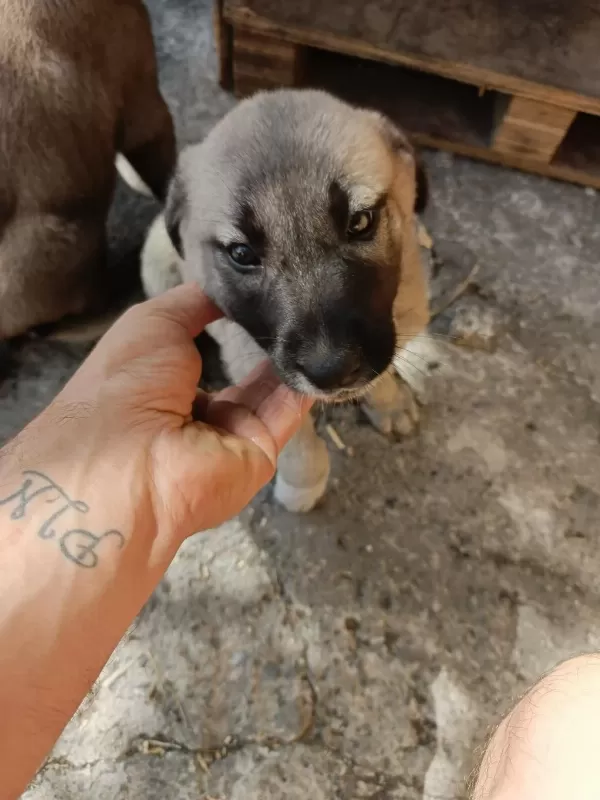 2 Aylik Yavru Köpekler