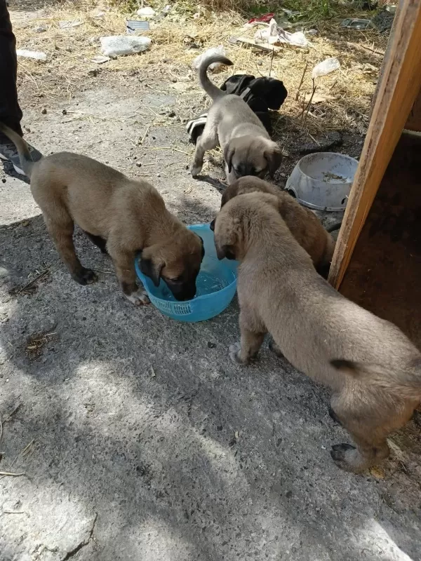 2 Aylik Yavru Köpekler