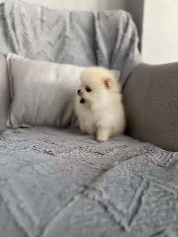 Pomeranian Erkek Teacup