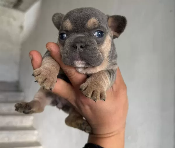 Safkan French Bulldog Yavruları Satılık