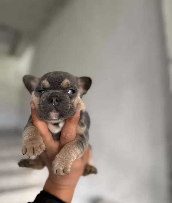 Safkan French Bulldog Yavruları Satılık