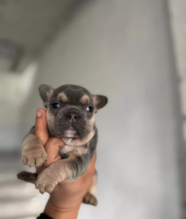 Safkan French Bulldog Yavruları Satılık