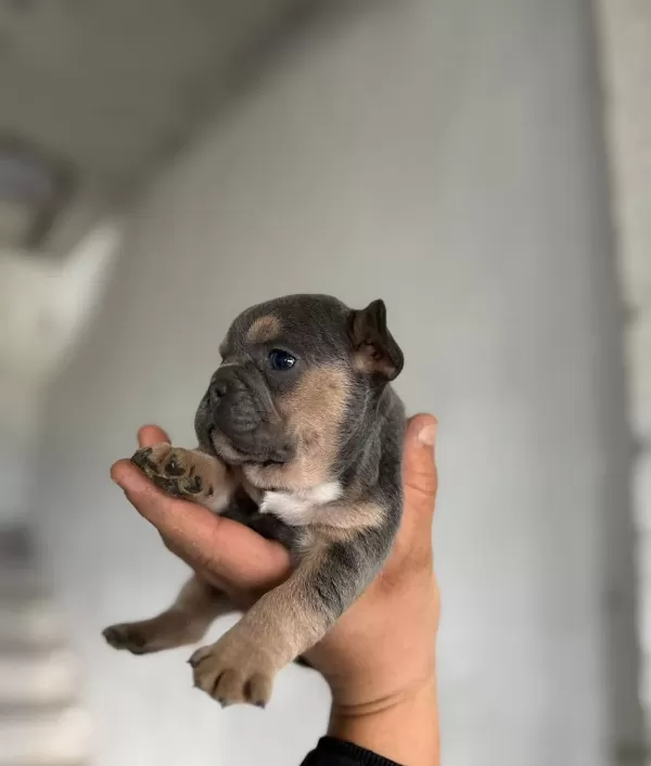 Safkan French Bulldog Yavruları Satılık