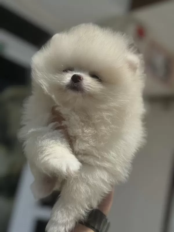 Ankaranın En Özel Teddy Face Pomeranian Yavruları