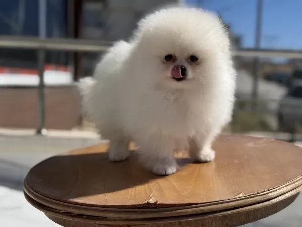 Ankaranın En Özel Teddy Face Pomeranian Yavruları