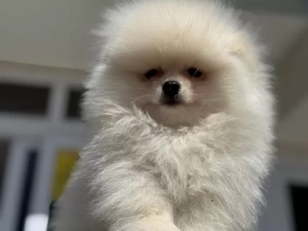 Ankaranın En Özel Teddy Face Pomeranian Yavruları