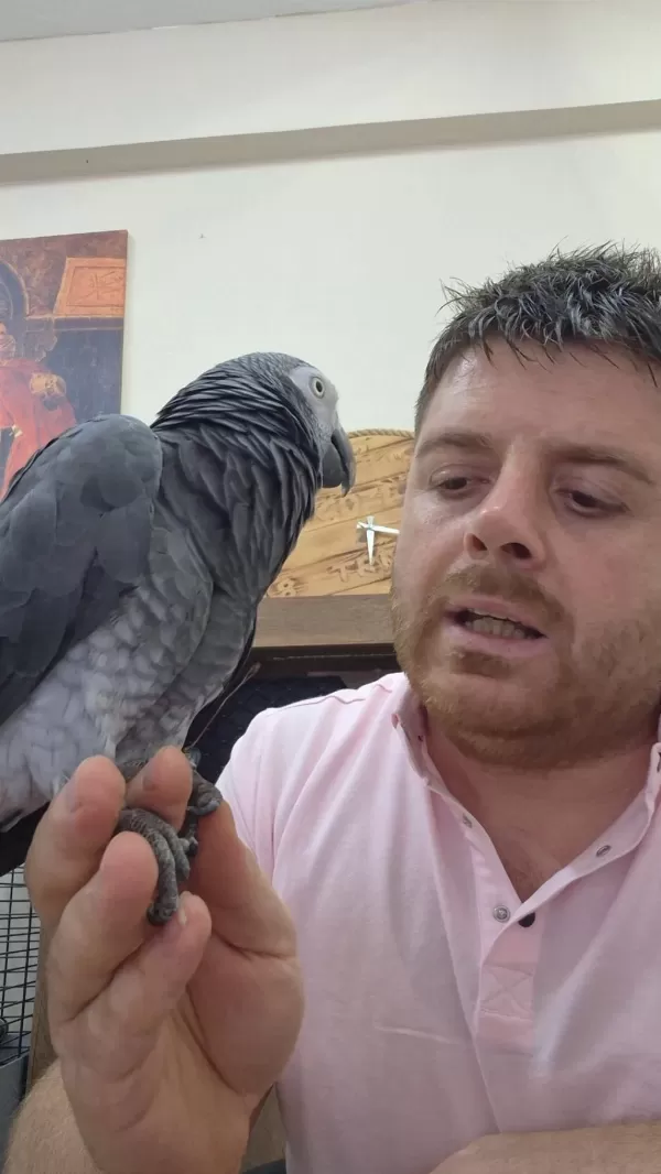 Uygun Jako Papağanı Time Yarı Evcil