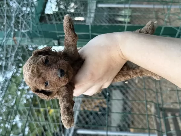 Redbrown Toypoodle Bebekler