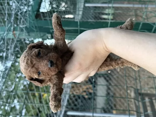 Redbrown Toypoodle Bebekler
