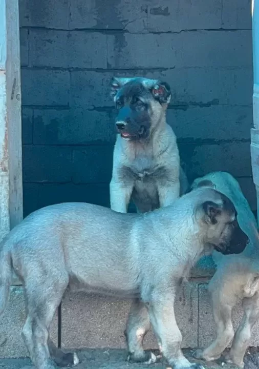 A Kalite Ve Uygun Fiyata Orjinal Saf Kangal Yavruları