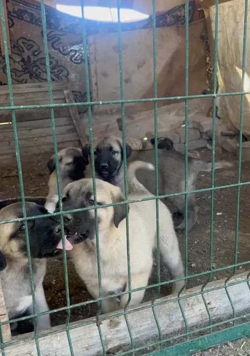 A Kalite Ve Uygun Fiyata Orjinal Saf Kangal Yavruları