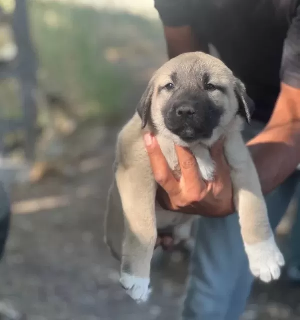 A Kalite Ve Uygun Fiyata Orjinal Saf Kangal Yavruları