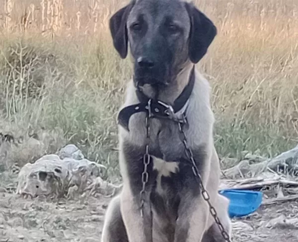 6 Aylık Agır Siklet Gelecegin Devleri