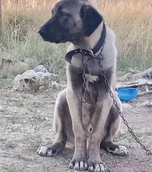 6 Aylık Agır Siklet Gelecegin Devleri