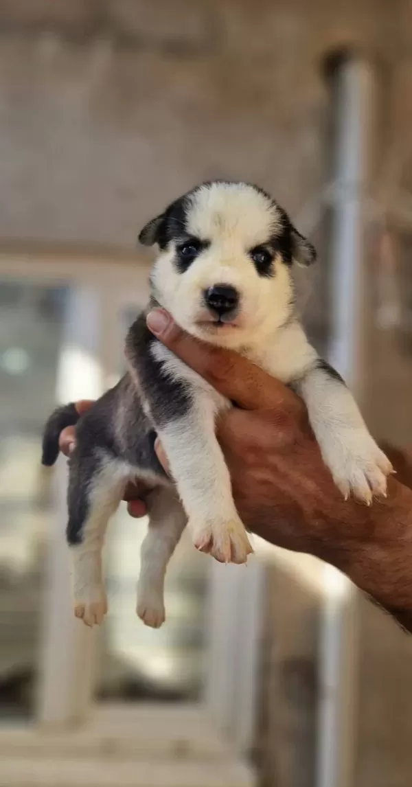 Safkan Irk Garantili Husky Yavrularimiz