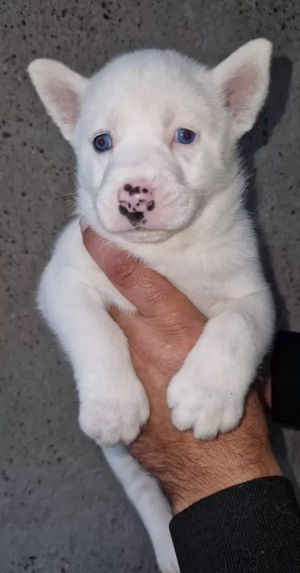 Safkan Irk Garantili Husky Yavrularimiz