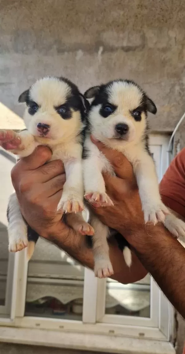 Safkan Irk Garantili Husky Yavrularimiz
