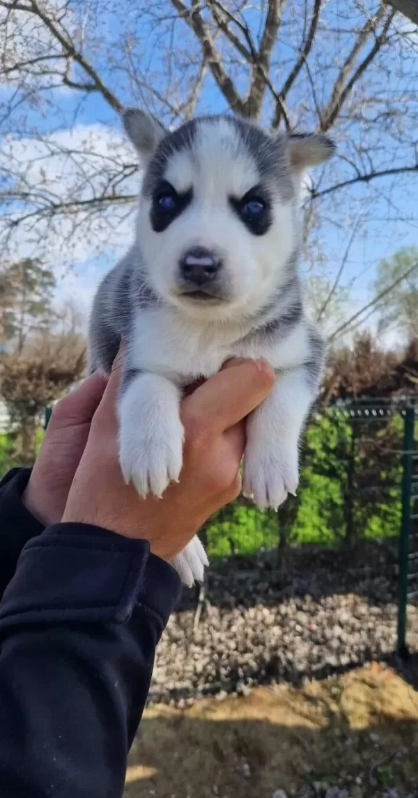 Safkan Irk Garantili Husky Yavrularimiz
