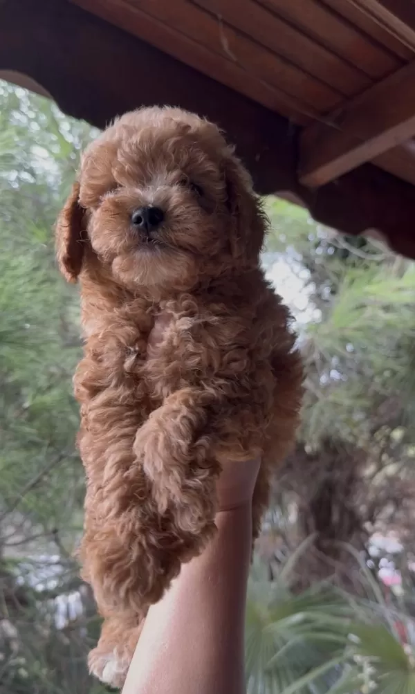 Sağlıklı Kore Maltipoo