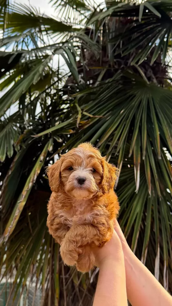 Sağlıklı Kore Maltipoo
