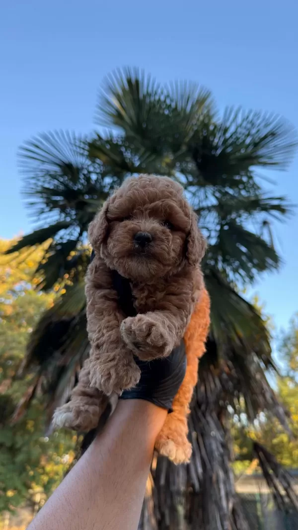 Sağlıklı Kore Maltipoo
