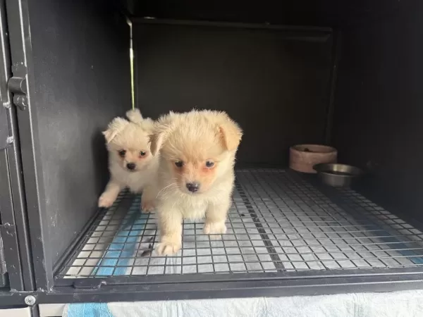Harika Pomeranian Spitz
