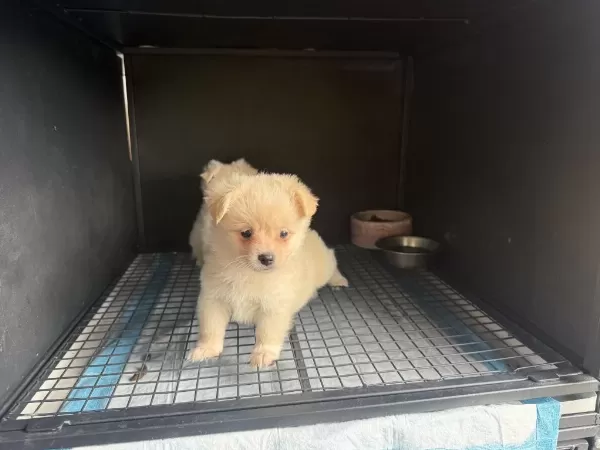 Harika Pomeranian Spitz