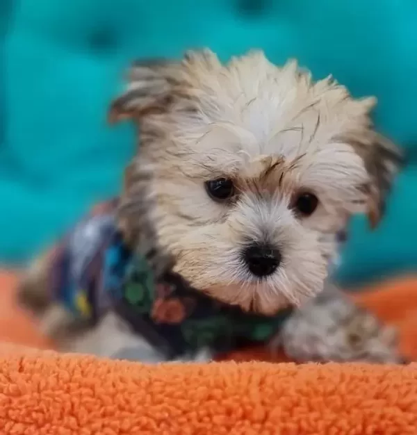 Neşe Kaynağı Morkie