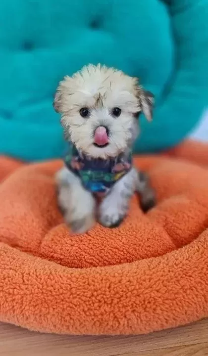Neşe Kaynağı Morkie
