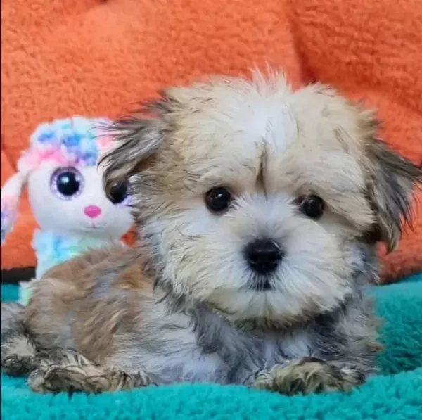 Neşe Kaynağı Morkie