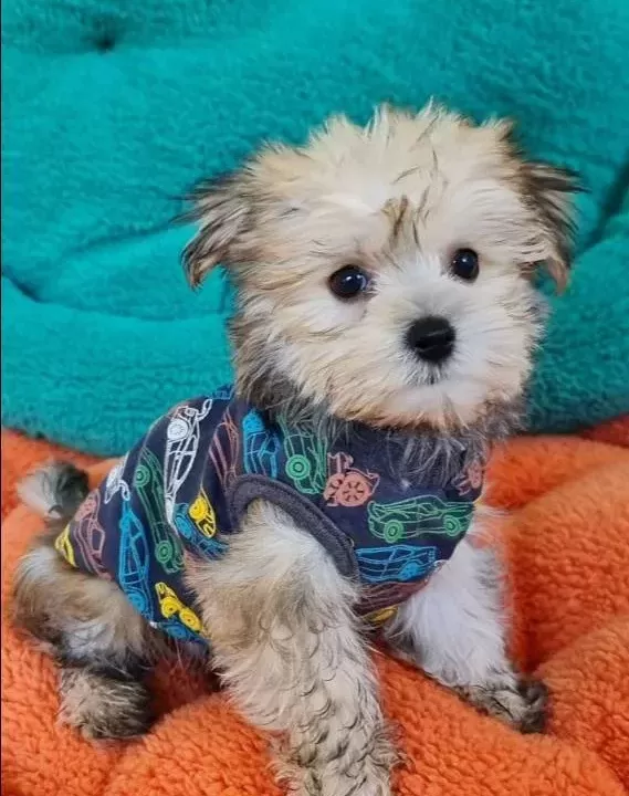 Neşe Kaynağı Morkie