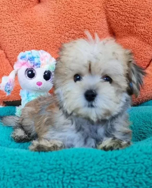 Neşe Kaynağı Morkie