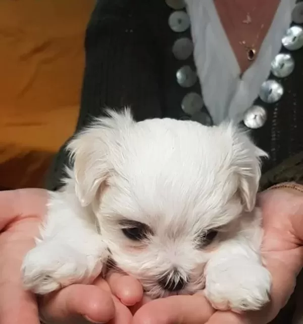 Morkie Cinsi Teacup
