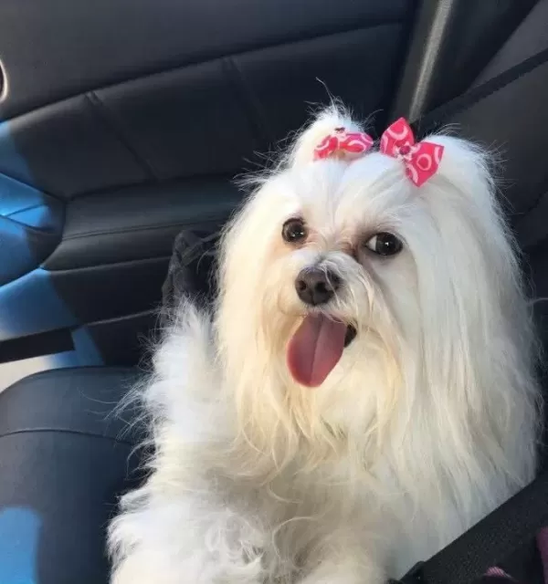 Morkie Cinsi Teacup