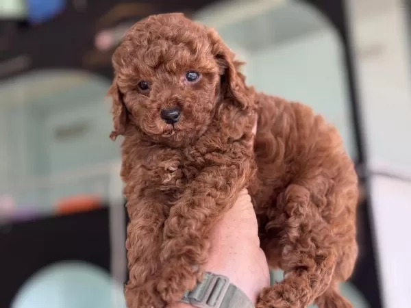 Ankaranın En Seçkin Toy Poodle Yavruları